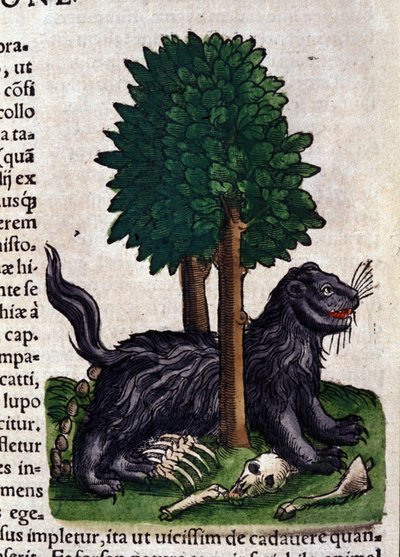 Leeuw in Historia Animalium door Conrad Gesner, Tiguri door Unknown artist