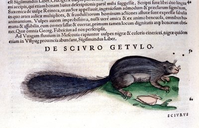 De eekhoorn - in Historia Animalium door Conrad Gesner (1516 - 1565), Tiguri door Unknown artist