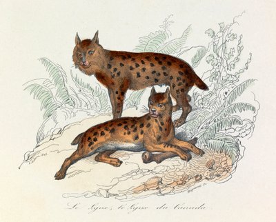 Lynx en Canadese lynx, twee vierpotige zoogdieren, geclassificeerd door Linneene en Cuvier (gravure) door Unknown artist