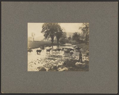 [Man met koeien in een beek]. door Unknown artist