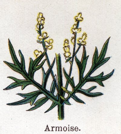 Medicinale en voedsel botanische planten: alsem. Gravure in 