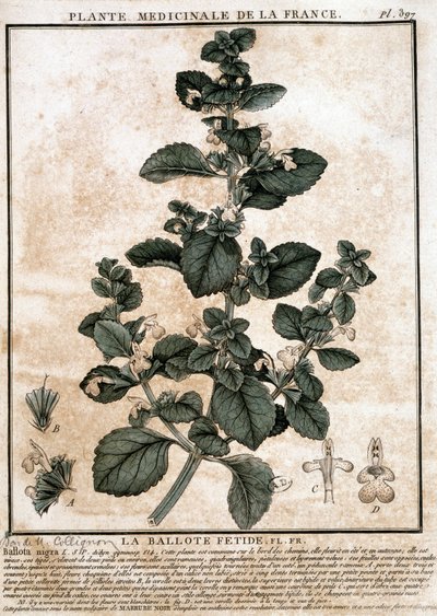 Medicinale plant uit Frankrijk: de stinkende belotte door Unknown artist