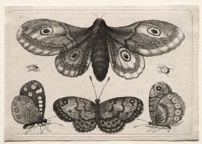 Muscarum Scarabeorum, vermiumque Variae Figure & Formae: Een Mot, Drie Vlinders en Twee Kevers door Unknown artist
