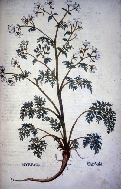 Myrrrhis Odorata Fuchs: kervel muskus - In "Natuurlijke Geschiedenis van Cacao en Suiker" door Unknown artist