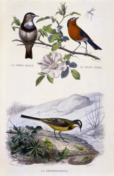 Natuurlijke Historie Plaat: Vogels: La gorge-bleu (Gorge Bleue), le rouge-gorge (Rouge Gorge) et la bergeronnette - in 