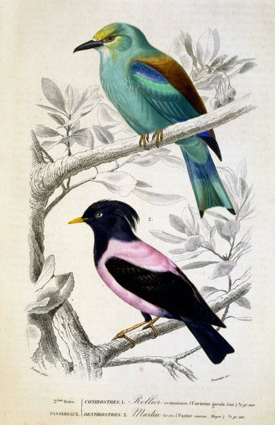Natuurlijke Historie Plaat: Vogels: Rollier commun et martin rose - in 