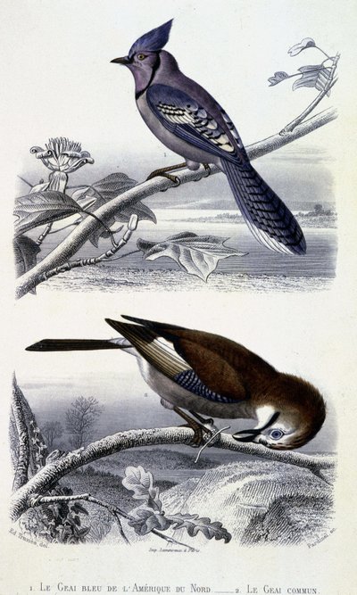 Natuurhistorische plaat: Vogels: De Blauwe Gaai van Noord-Amerika en de Gewone Gaai - in 