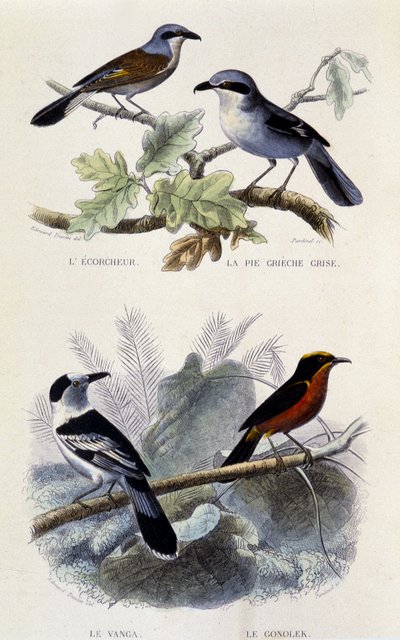 Natuurhistorisch bord: Vogels: De ecorcheur, de grijze greche pie, de vanga en de gonolek - in Oeuvres de Buffon, T.5, ed. Smoking Jouvet & Cie door Unknown artist