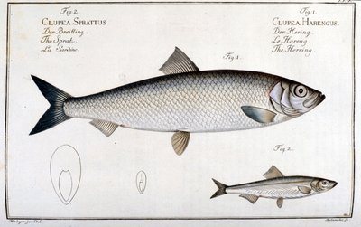 Natuurhistorische plaat: haring (1) en sardine (2) door Marc Elieser Bloch Ichtyologie Parijs - Berlijn - Londen 1787 door Unknown artist