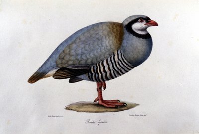 Natuurhistorische plaat die een Griekse patrijs voorstelt. 19e-eeuwse gravure. door Unknown artist