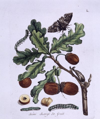 Eikenvrucht: eikels, vlinders en rupsen door Unknown artist