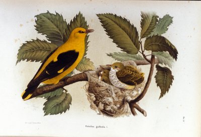 Ornithologie: een wielewaal bij het nest van zijn jongen door Unknown artist