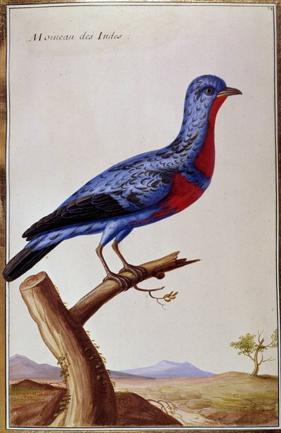 Ornithologie: een mus uit de Indes. Plaat uit de 18e eeuw. Parijs, B.N. door Unknown artist