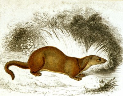 Otter - kleurgravure. 19e-eeuwse gravure. door Unknown artist