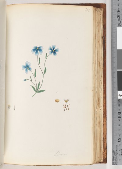 Linum door Unknown artist