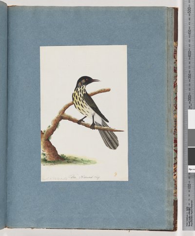 Pagina 100. Nieuw-Hollandse honingeter. Certhia Novae Hollandiae door Unknown artist