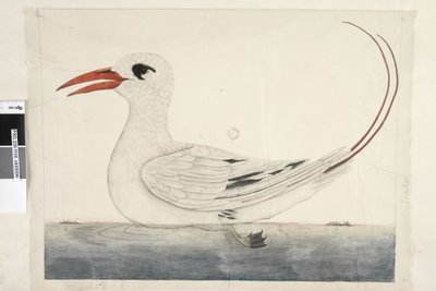 Phaeton Rood, Staart Tropicbird Phaethon rubricauda, 1791-92 door Unknown artist