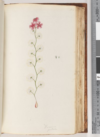 Pagina 103. Drosera peltata door Unknown artist