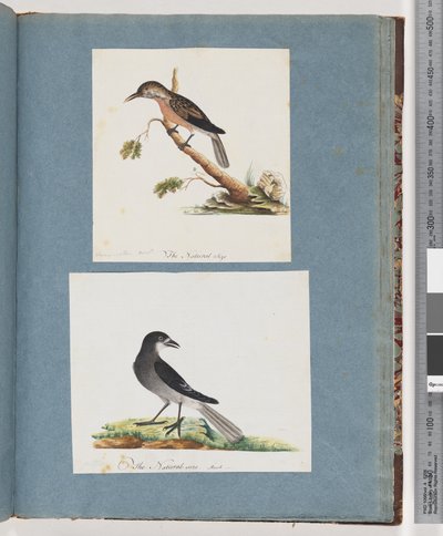 Pagina 103. Onbekende vogel. Honingeter. 104. Onbekende vogel door Unknown artist