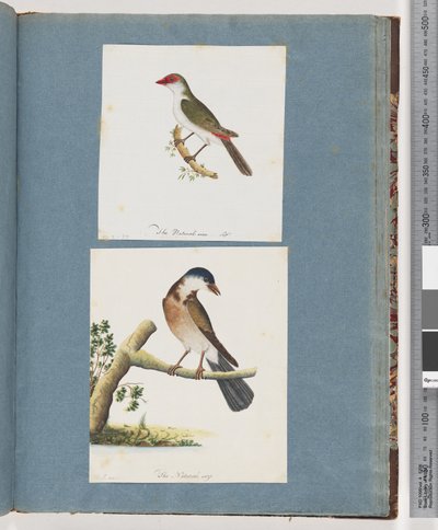 Pagina 105. Roodbrauwvink. 106. Onbekende Vogel door Unknown artist