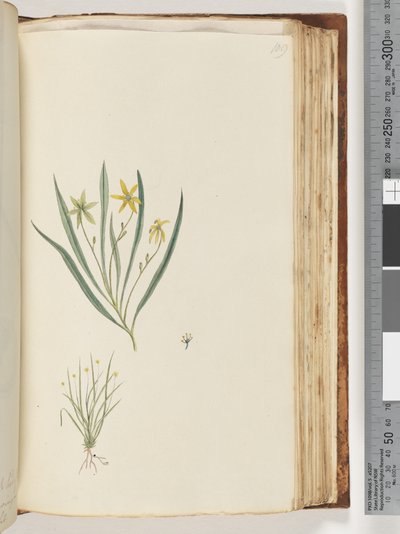 Ongeïdentificeerde plant door Unknown artist