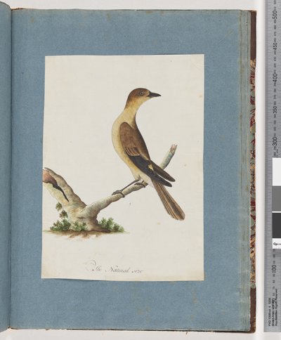 Pagina 109. Onbekende vogel door Unknown artist