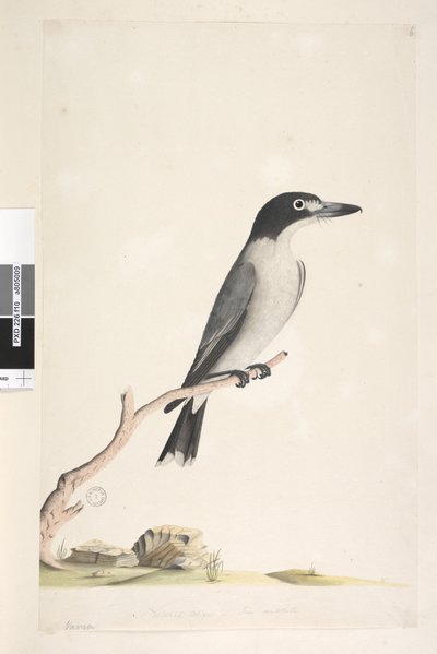 Pagina 10. Vanga. onderaan in andere hand Natuurlijke grootte, iris twijfelachtig Grijze Slachter, Vogel Cracticus torquatis man, 1791-92 door Unknown artist