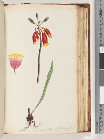 Pagina 110. Blandfordia nobilis Exot. Bot / t. 4. Kerstklok door Unknown artist