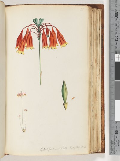 Pagina 111. Blandfordia nobilis Exot. Bot. t. 4. Kerstklok door Unknown artist