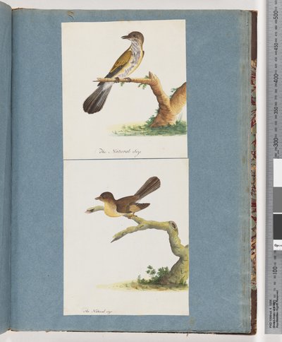 Pagina 111. Onbekende Vogel. 112. Onbekende Vogel. door Unknown artist