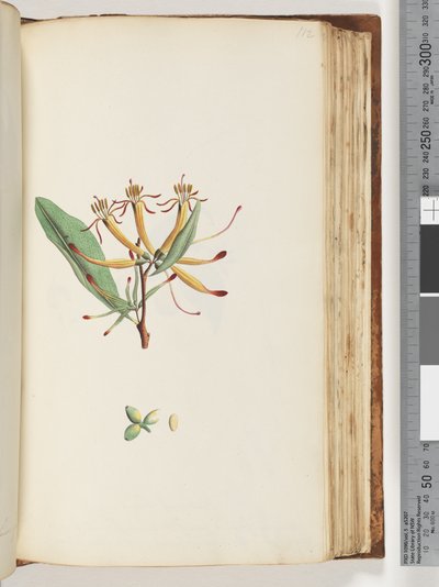 Pagina 112. Onbekende plant door Unknown artist