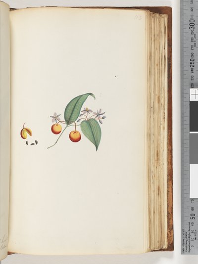 Pagina 113. Een klimplant of houtbine die zich met bomen verweeft door Unknown artist