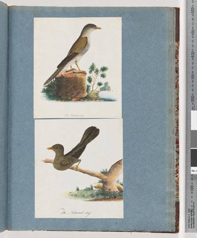 Pagina 115. Onbekende vogel. 116. Belklokvogel door Unknown artist