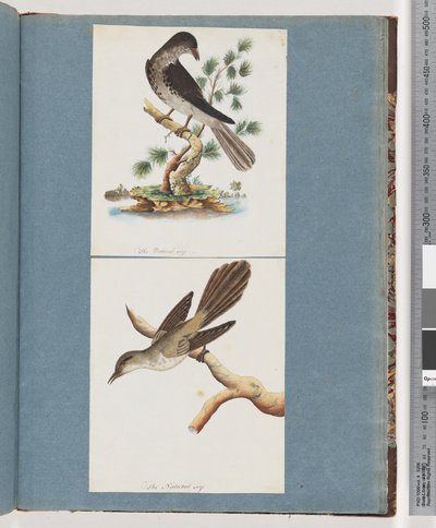 Ongeïdentificeerde vogel door Unknown artist