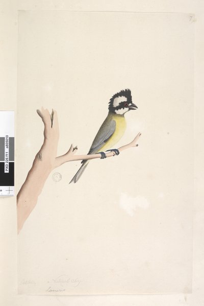 Pagina 11. Lanius. boven titel in andere hand Oktober. Natuurlijke grootte Kuifklauwier, Mees Falcunculus frontatus, 1791-92 door Unknown artist