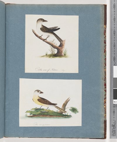 Pagina 121. Onbekende vogel. 122. Onbekende vogel door Unknown artist