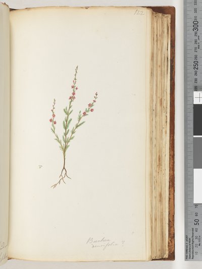 Pagina 122. Baeckea densifolia, mogelijk door Unknown artist