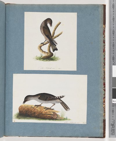 Pagina 123. Onbekende vogel. 124. Onbekende vogel door Unknown artist