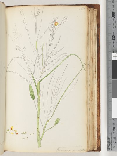 Pagina 126. Onvoltooide tekening van Viminaria denudata door Unknown artist