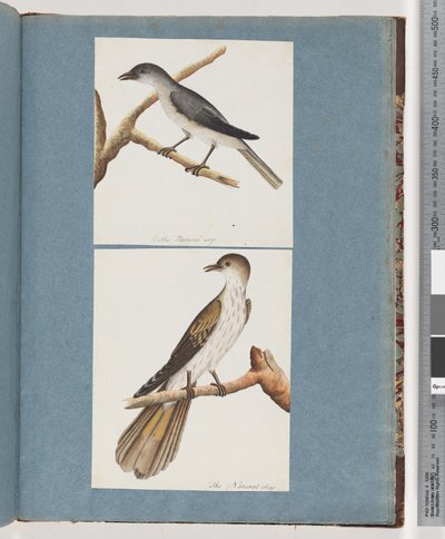 Pagina 127. Onbekende Vogel. 128. Onbekende Vogel door Unknown artist