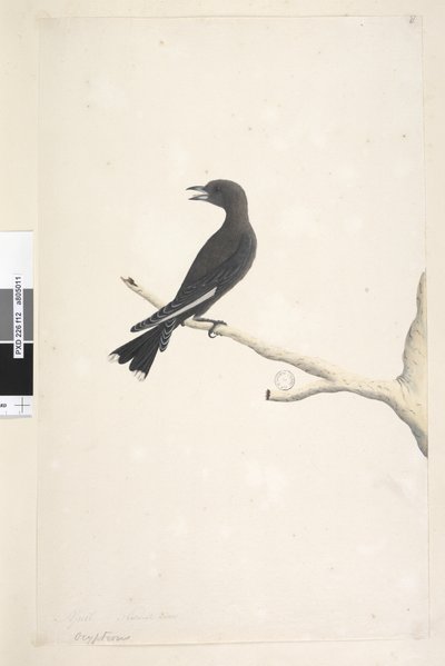 Pagina 12. Ocypterus. boven de titel in een andere hand april, natuurlijke grootte Dusky Wood, Swallow Artamus cyanopterus door Unknown artist
