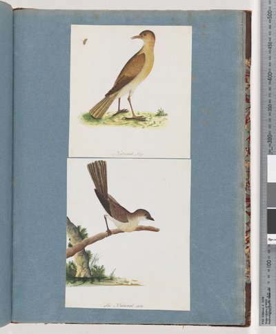 Pagina 131. Onbekende vogel. 132. Onbekende vogel door Unknown artist
