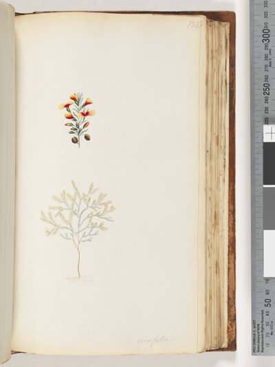 Pagina 132. Ericifolia door Unknown artist