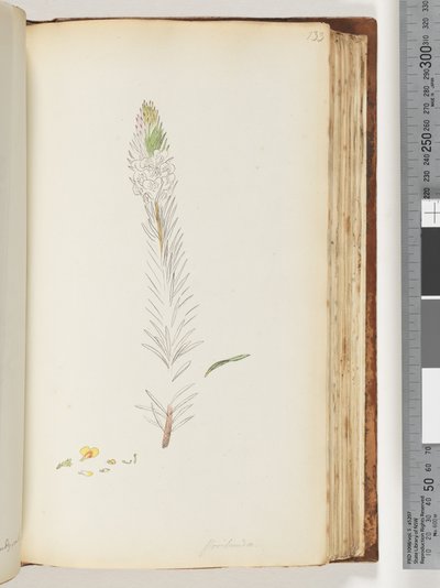 Floribunda onvoltooide tekening door Unknown artist