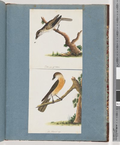 Pagina 133. Onbekende Vogel. 134. Onbekende Vogel door Unknown artist