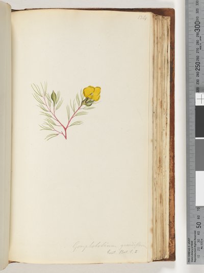 Pagina 134. Gompholobium grandiflorum / Exot. Bot. t. 5 door Unknown artist