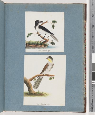 Pagina 135. Onbekende vogel. 136. Onbekende vogel door Unknown artist