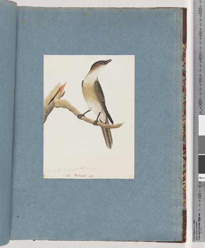 Pagina 137. Onbekende vogel, mogelijk de Harmonic Thrush door Unknown artist