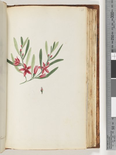 Pagina 138. Naamloze bloeiende plant en insect door Unknown artist
