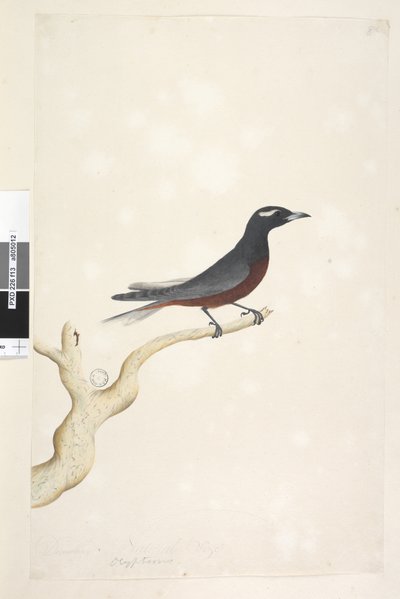 Pagina 13. Ocypterus. boven titel in andere hand December. Natuurlijke grootte Witte, Gebroodde Houtzwaluw Artamus superciliosus, mannetje door Unknown artist
